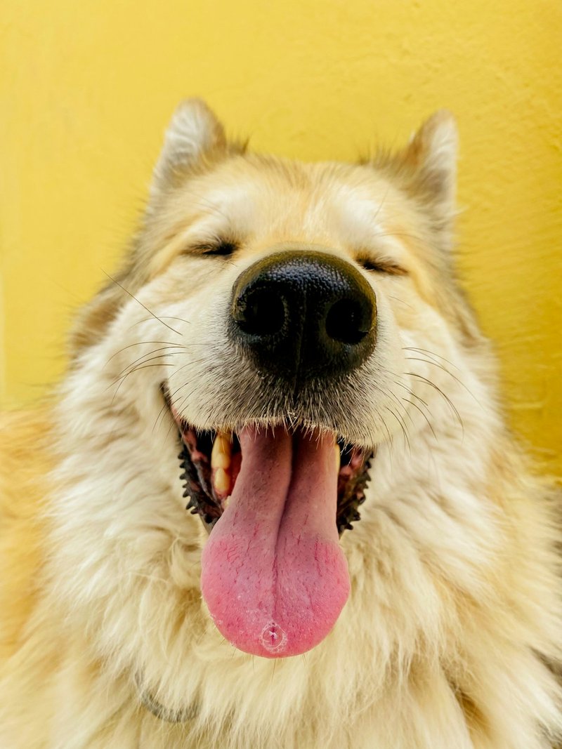 Dog Teeth Whitening: Natural Yellow Stain Removal Guide (2026)