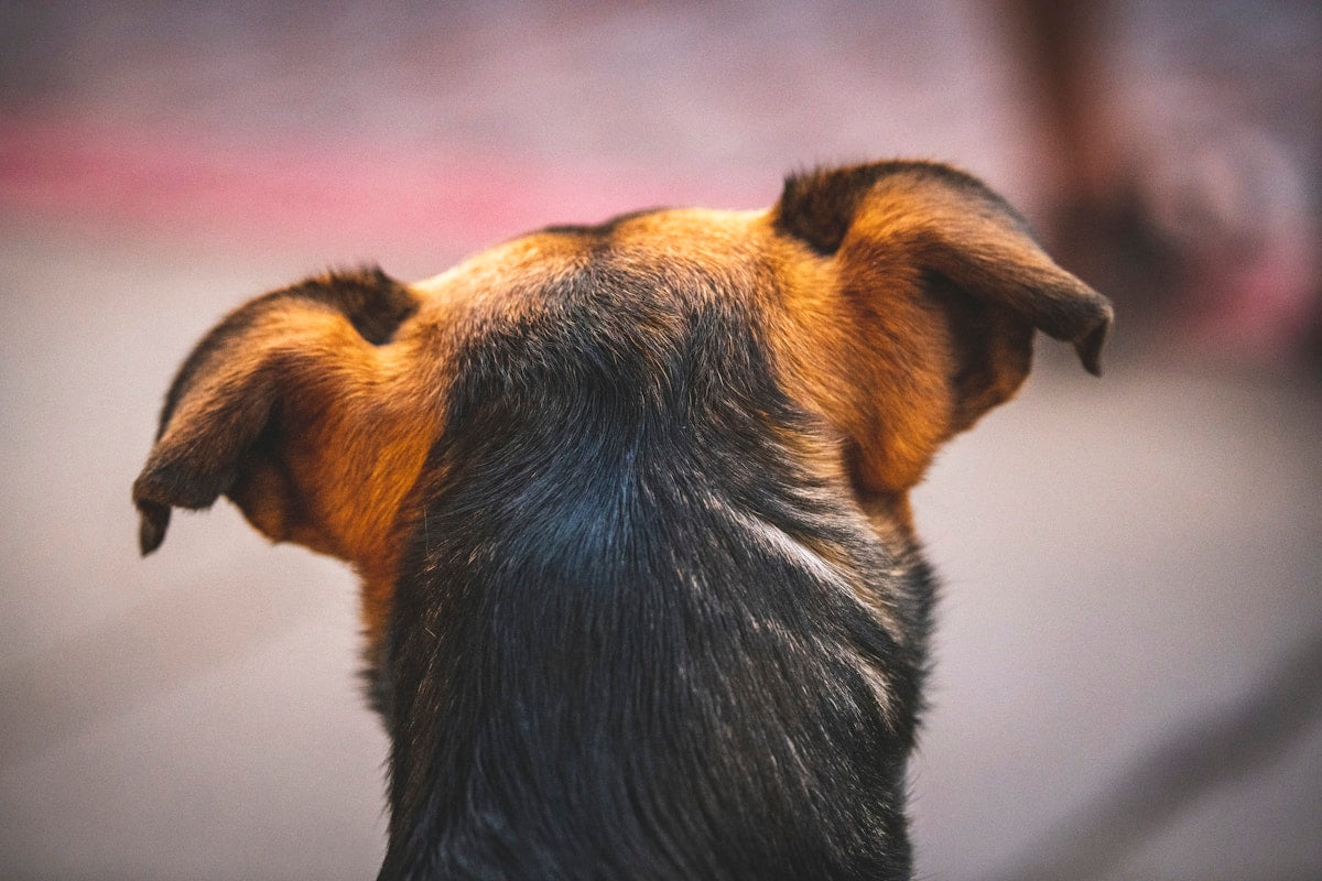 A cute dog with perked ears looking at the camera outdoors