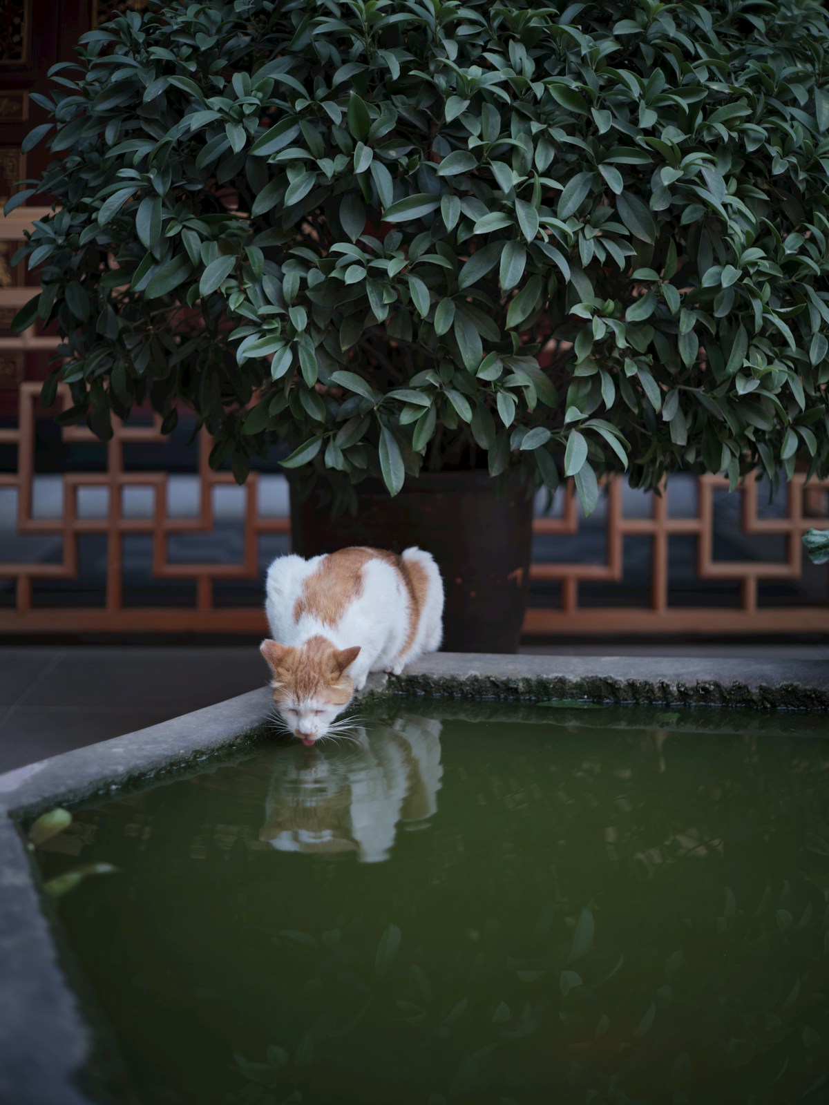 Cat drinking from water bowl with dental health focus