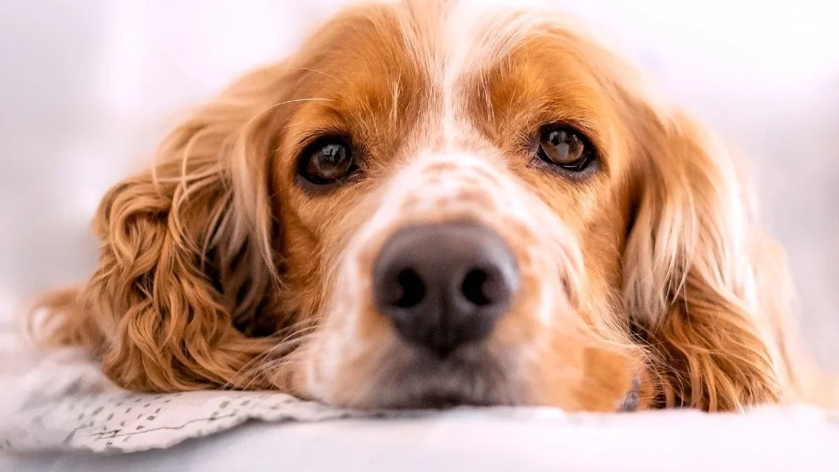 Ear Care Tips for Floppy-Ear Dog Breeds