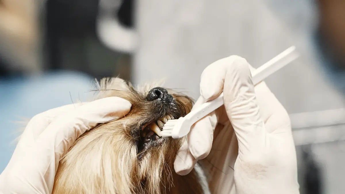 How to Get Tartar Off Your Dog's Teeth