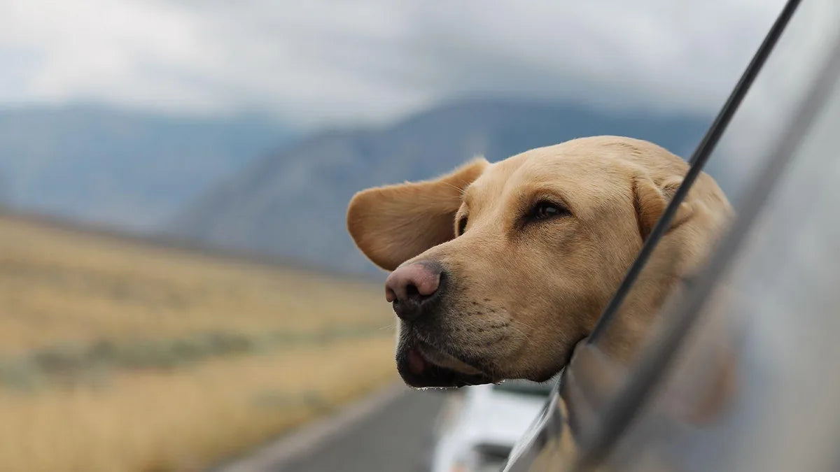 Holiday Travel With Your Dog: Checklist & Tips