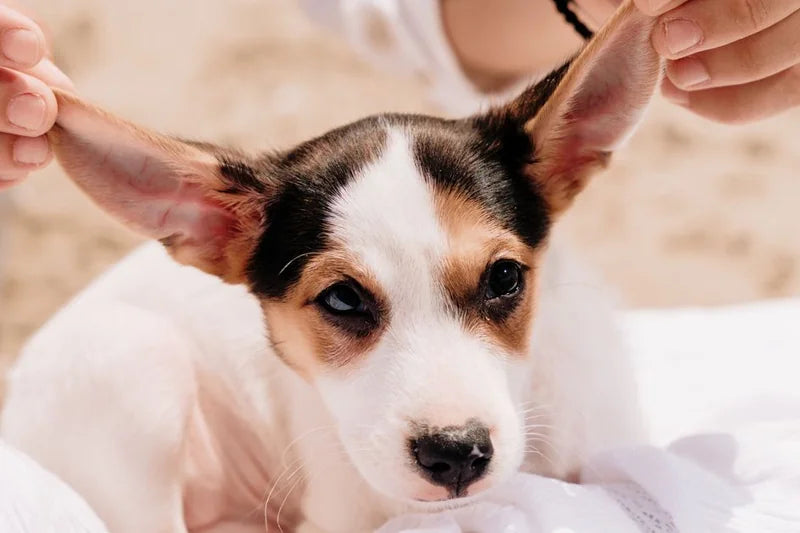 How Often Should You Clean Your Dog's Ears? A Guide