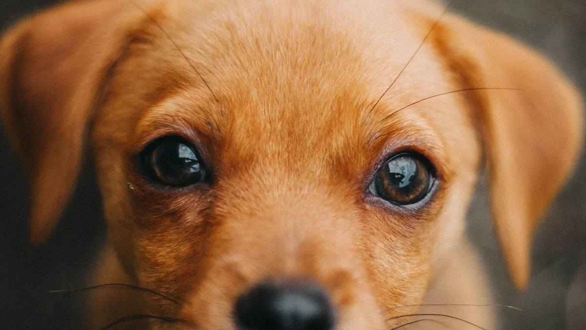 How Often Should You Clean Around Your Dog's Eyes?