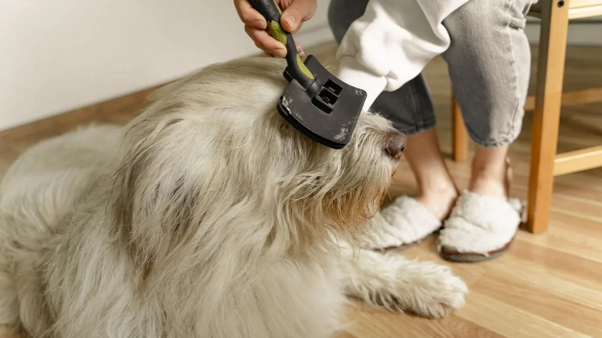 How Often Should You Groom Your Dog?