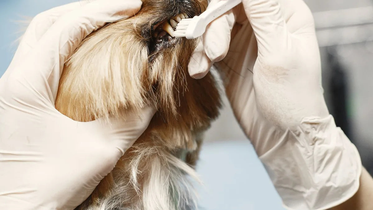 How to Brush Your Dog's Teeth: Beginner's Guide