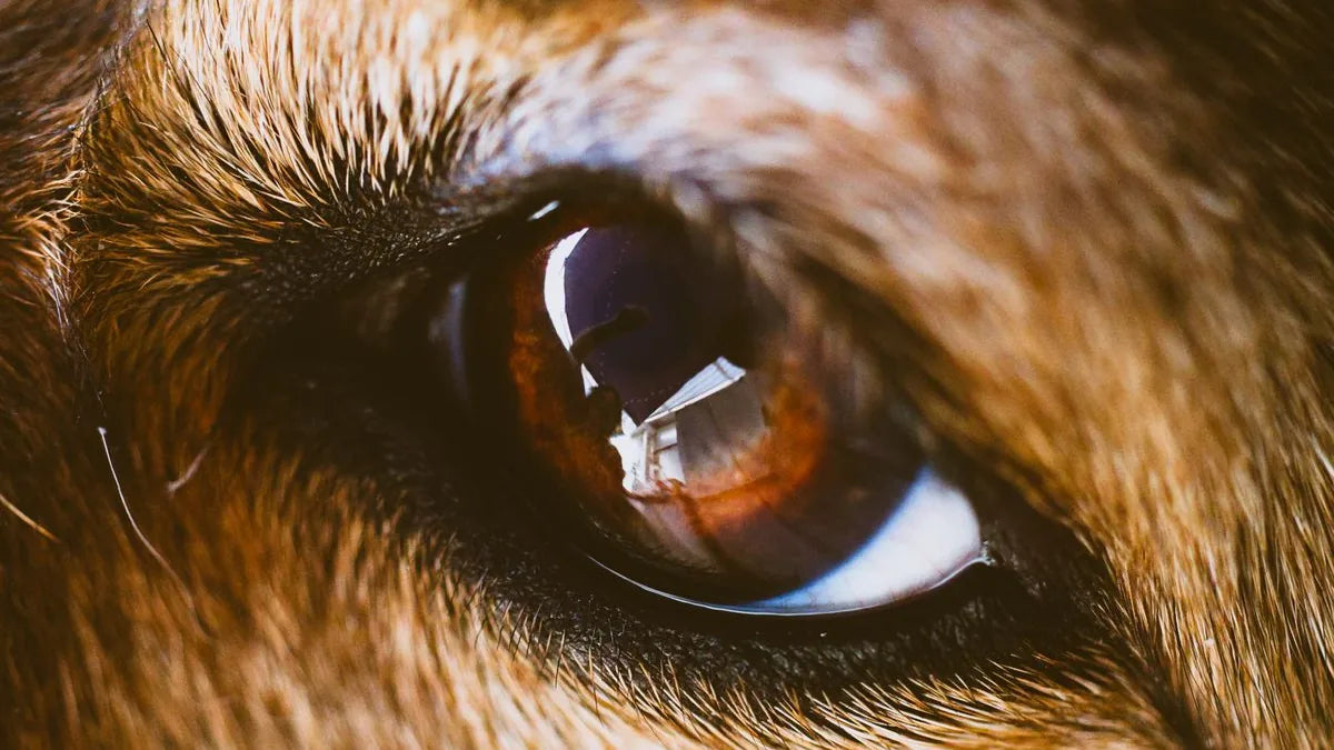 How to Clean Your Dog's Eyes Safely: Step-by-Step