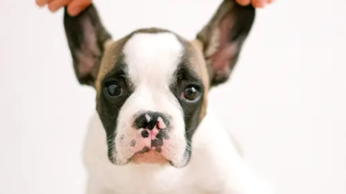 How to Clean Puppy Ears Safely