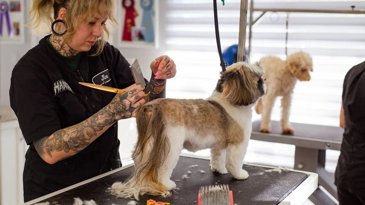 How to Keep Your Dog Smelling Fresh Between Baths