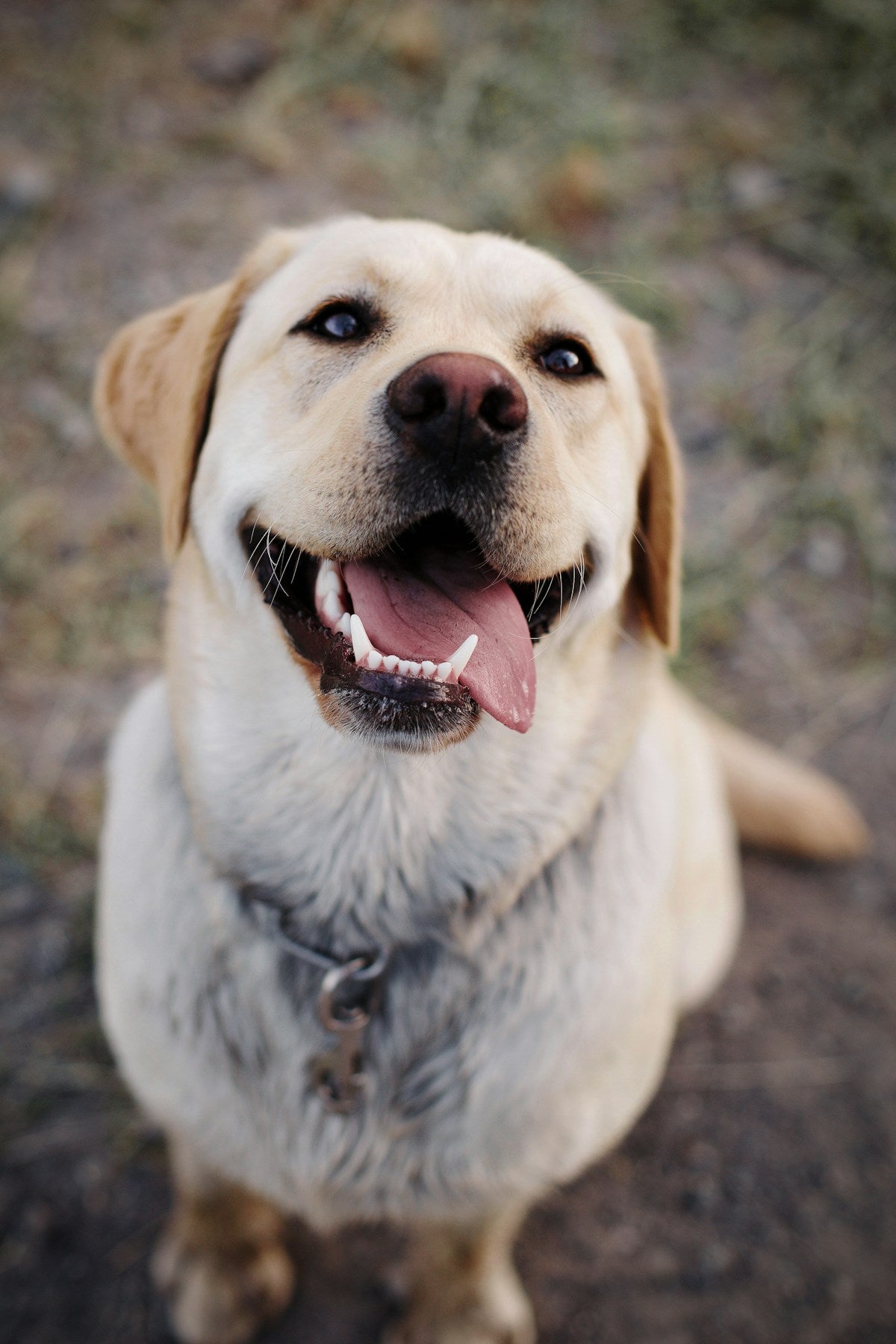 Labrador & Retriever Dental Care: Breed-Specific Guide (2026)