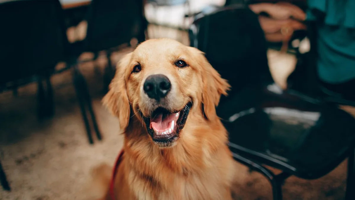 How to Make Your Dog's Breath Smell Better