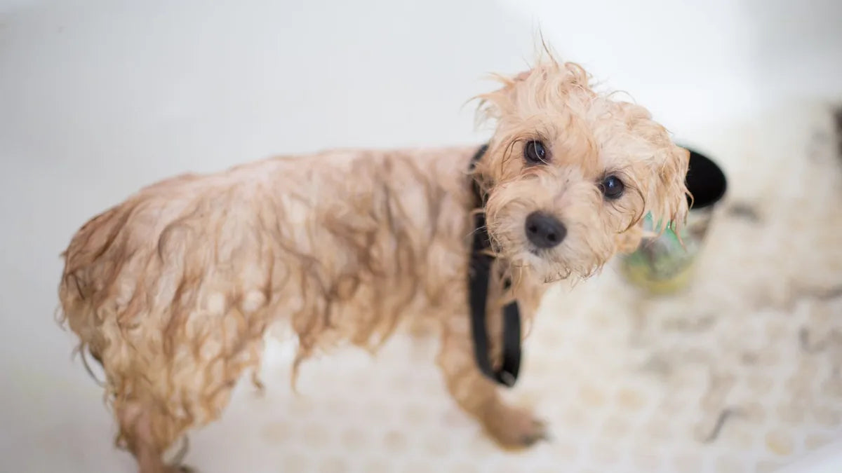New Dog Owner Hygiene Essentials: The Complete Starter Guide