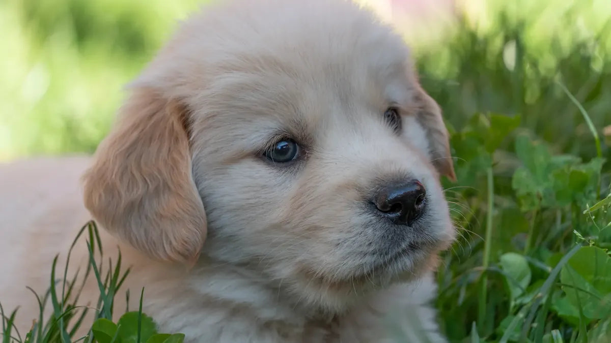 New Puppy Checklist: The First-Week Essentials