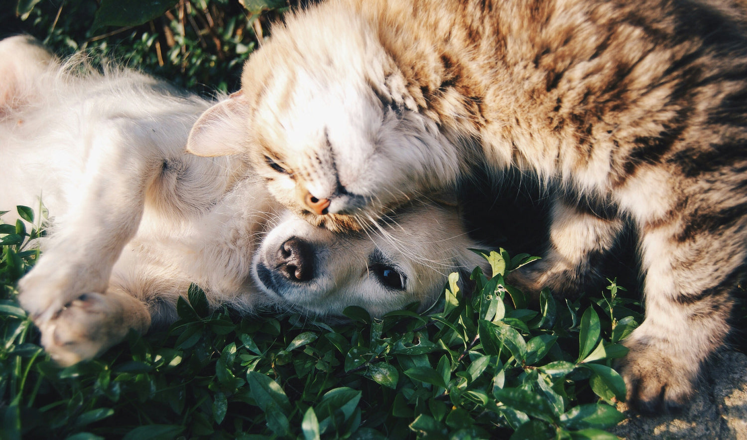 Dog and cat dental emergency - pet oral health care