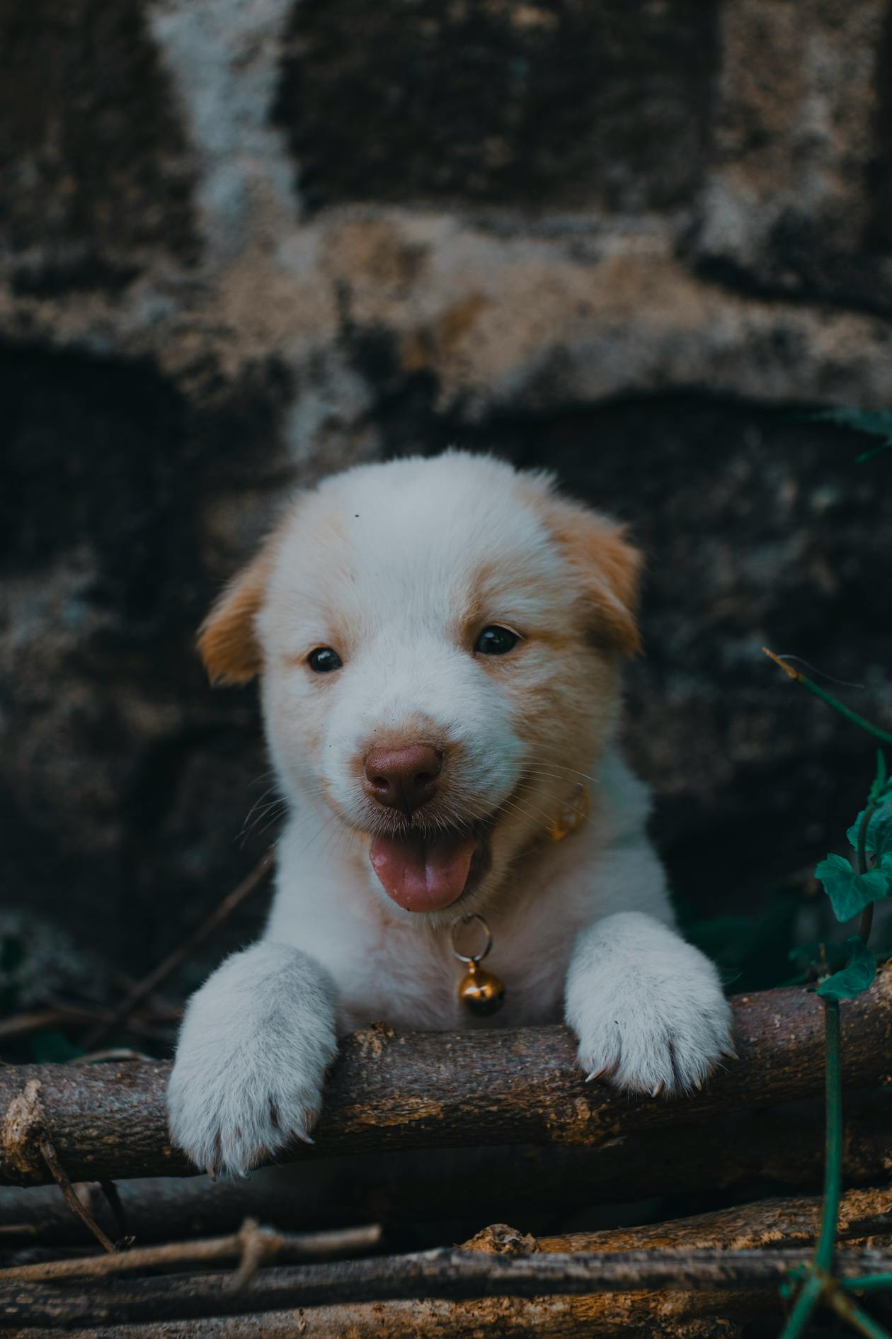 Retained Baby Teeth in Dogs: Double Teeth Guide for Puppy Owners (2026)