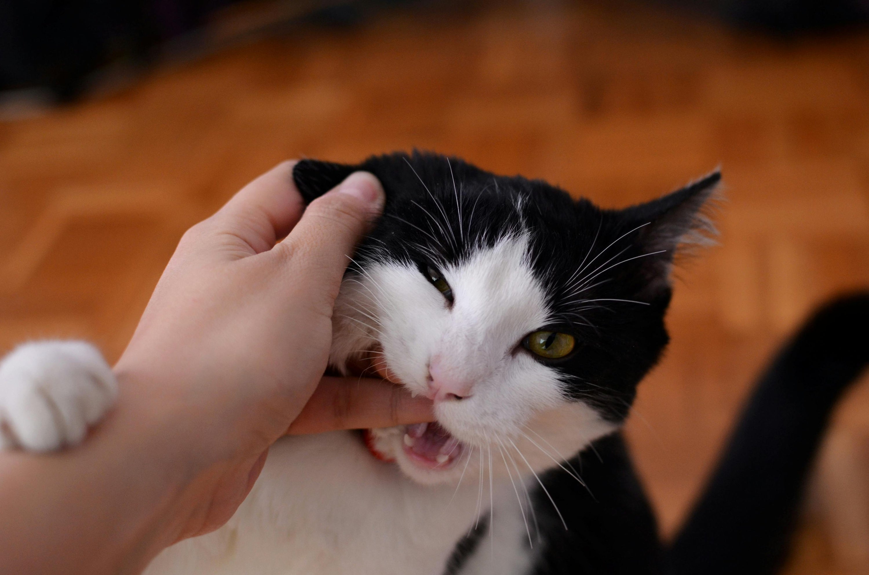 Are there Alternatives to Brushing Your Cat's Teeth?