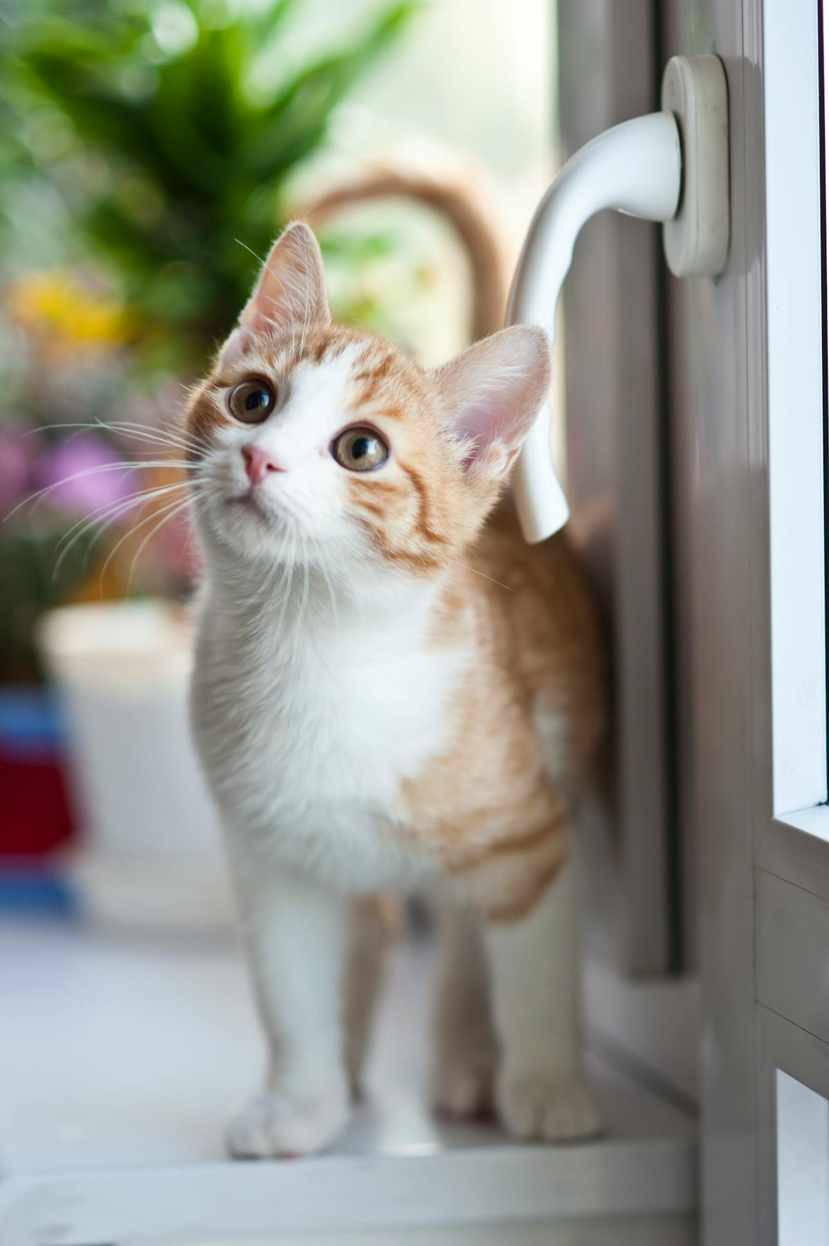 Can You Use Dog Toothpaste on Cats? (Vet-Approved Safety Guide)