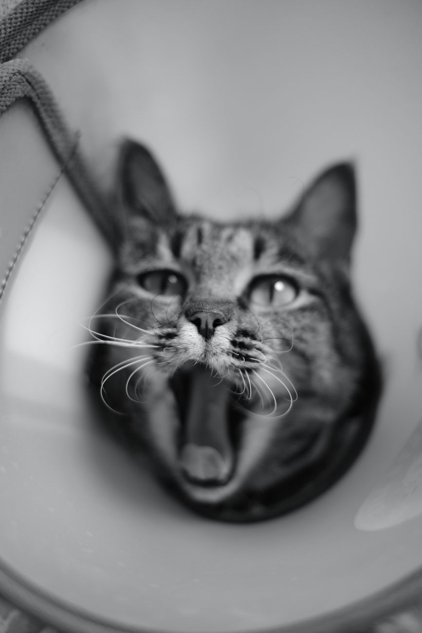 Black and white close-up of a cat yawning while wearing an Elizabethan collar, representing post-surgery recovery after tooth extraction