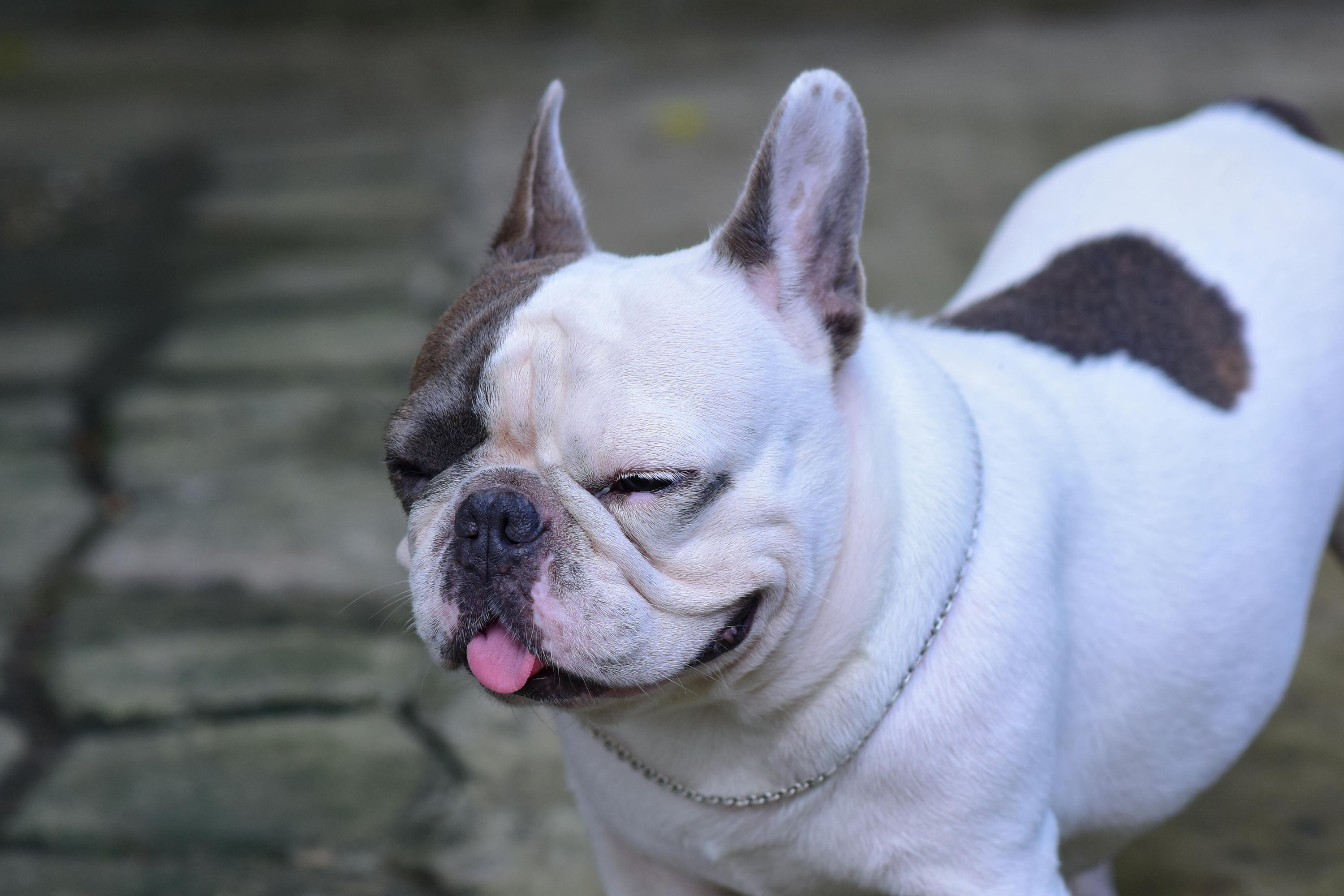 RunyePet blog Dog Ear Licking Behavior: What It Means and When t