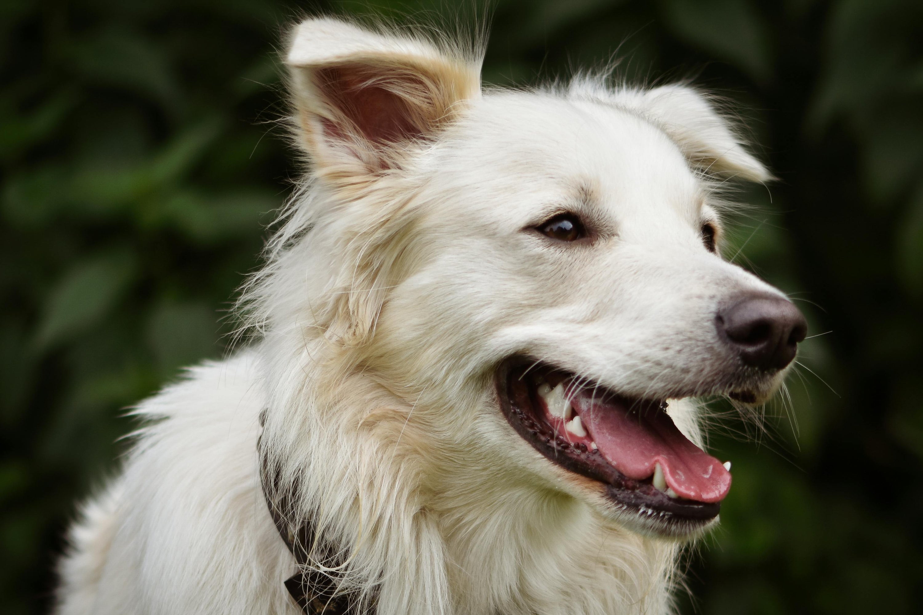 Dog licking another dog's ear canine social behavior explained