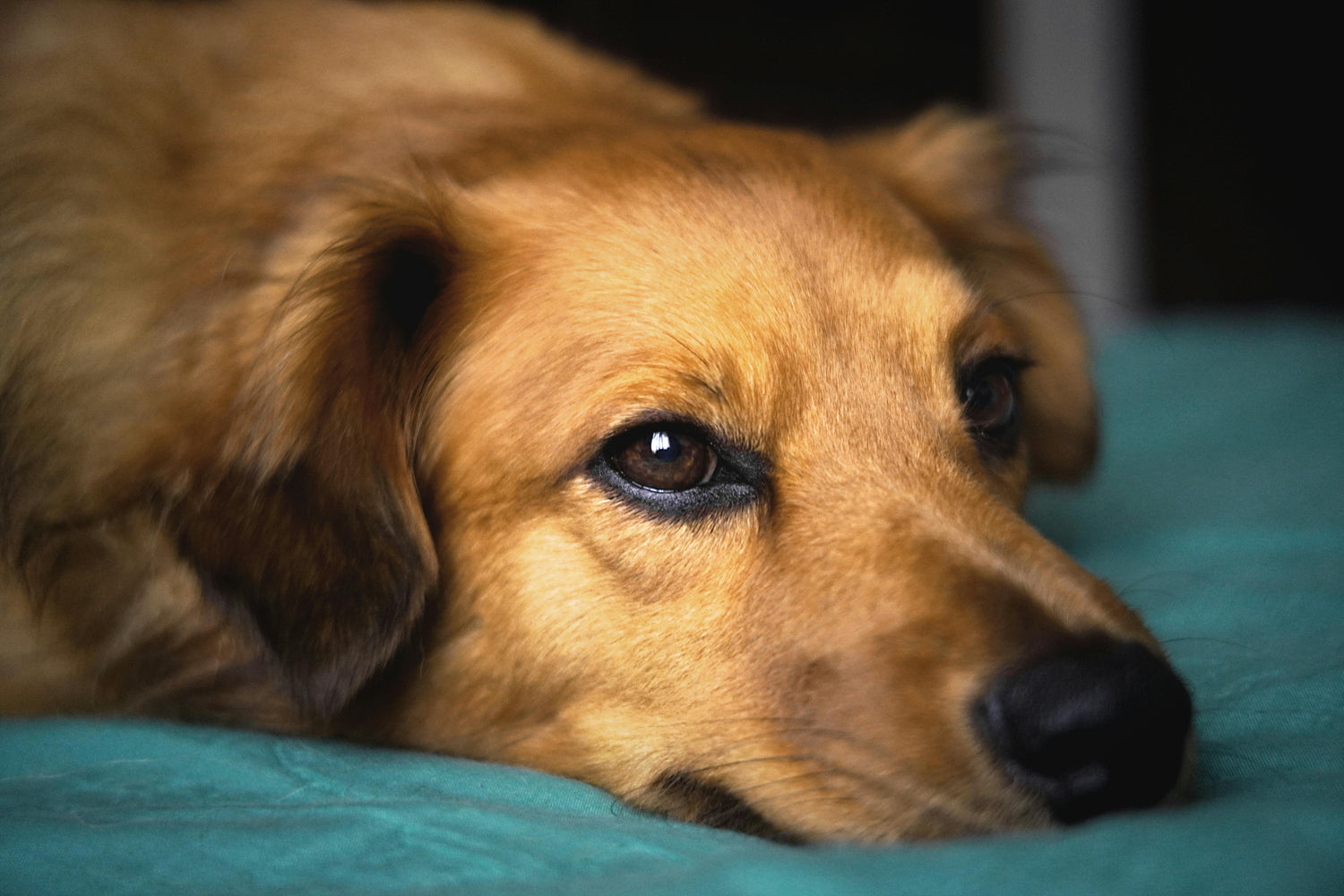 Why Dogs Age Faster After 3? The Hidden Cause May Be in Their Mouth