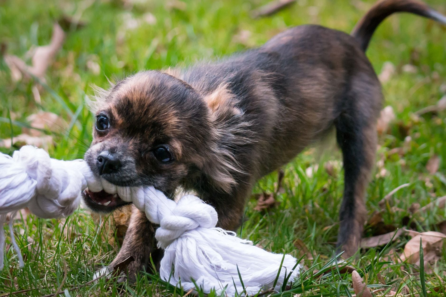 Close-up chihuahua puppy playing with rope toy, representing active dental health for small breed dogs