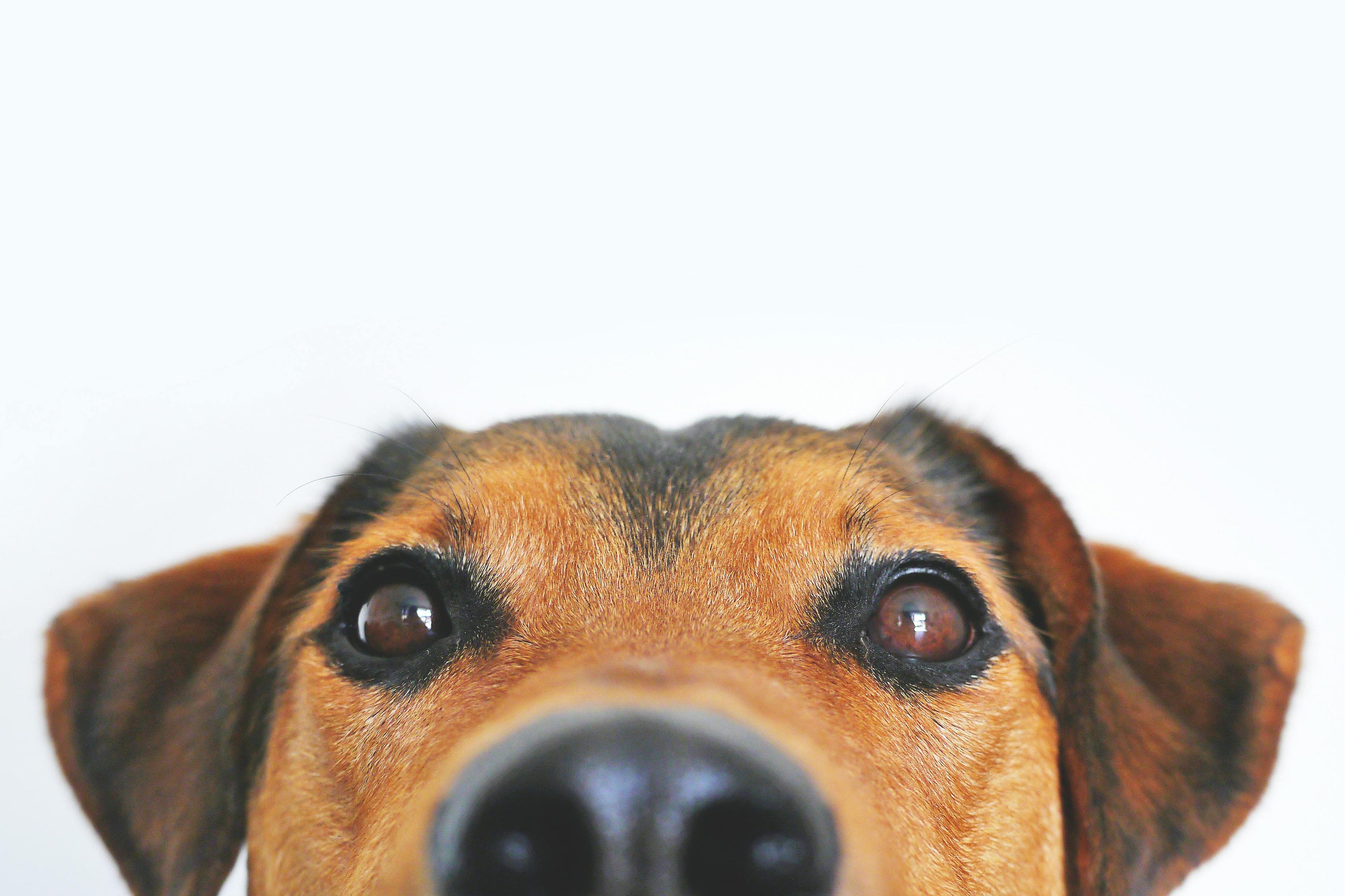 Dog showing teeth - signs of periodontal disease in dogs