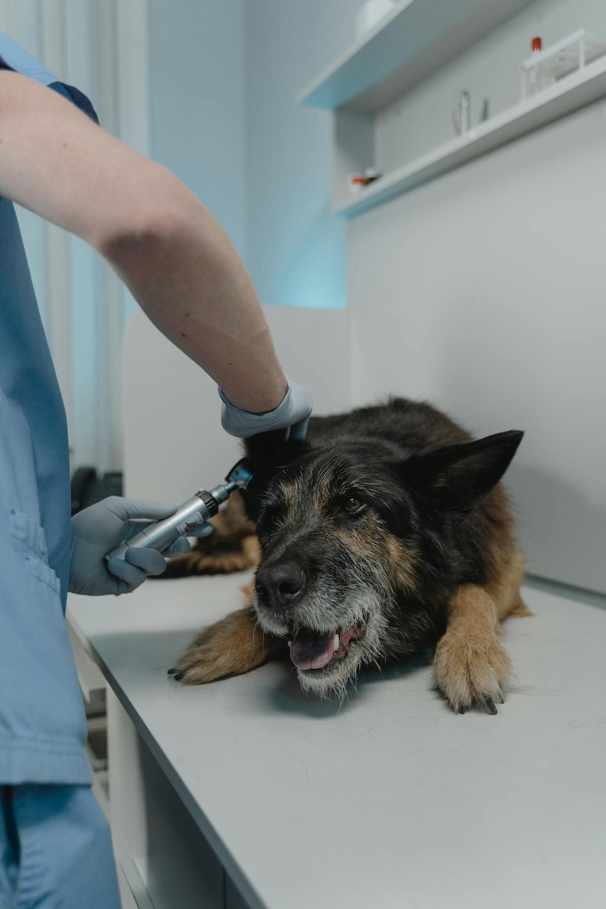 Dog Ear Infection Prevention: Complete Maintenance Routine for Healthy Ears (2026)