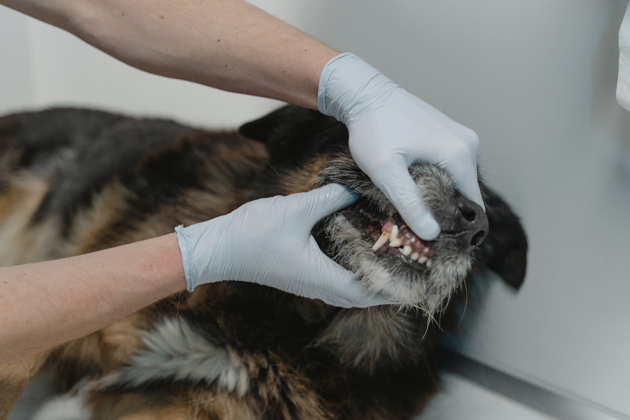 Water Additives vs Dental Wipes vs Powder vs Treats: Which Pet Dental Care Method Actually Works? (2026)