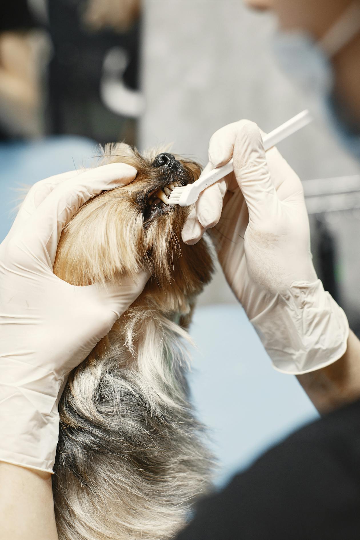 Dog Dental Care: Why Small Breeds Need More Attention (2026)