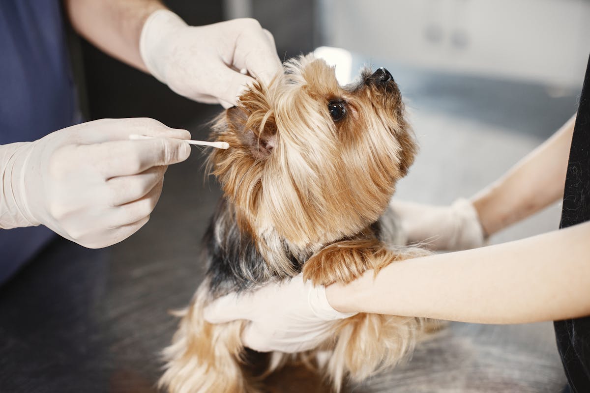 Dog Ear Mites vs Yeast Infections: How to Tell the Difference & Treat (2026)