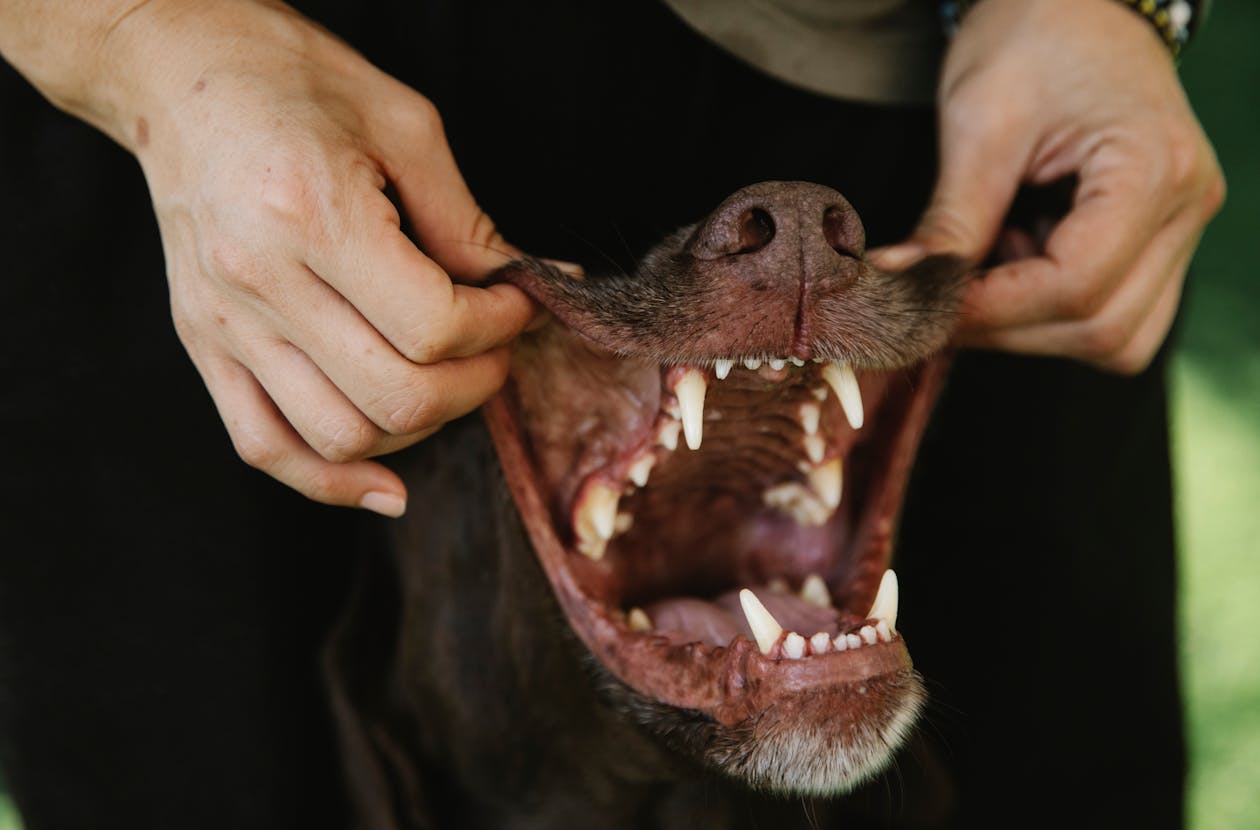 Dog Mouth Ulcers & Stomatitis: Causes, Symptoms & Home Care Guide (2026)
