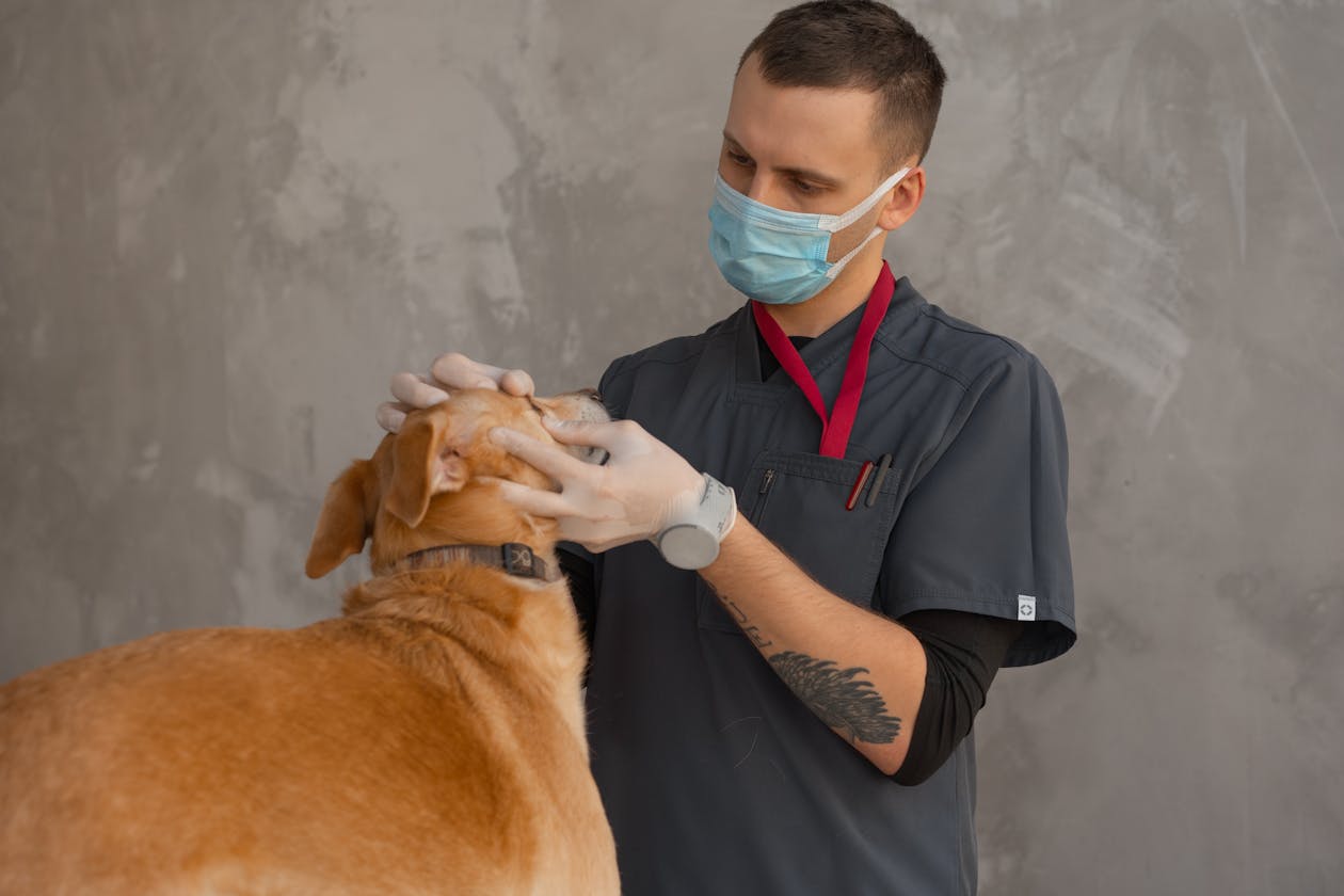Dog Teeth Grinding (Bruxism): Causes, When to Worry & Home Care (2026)