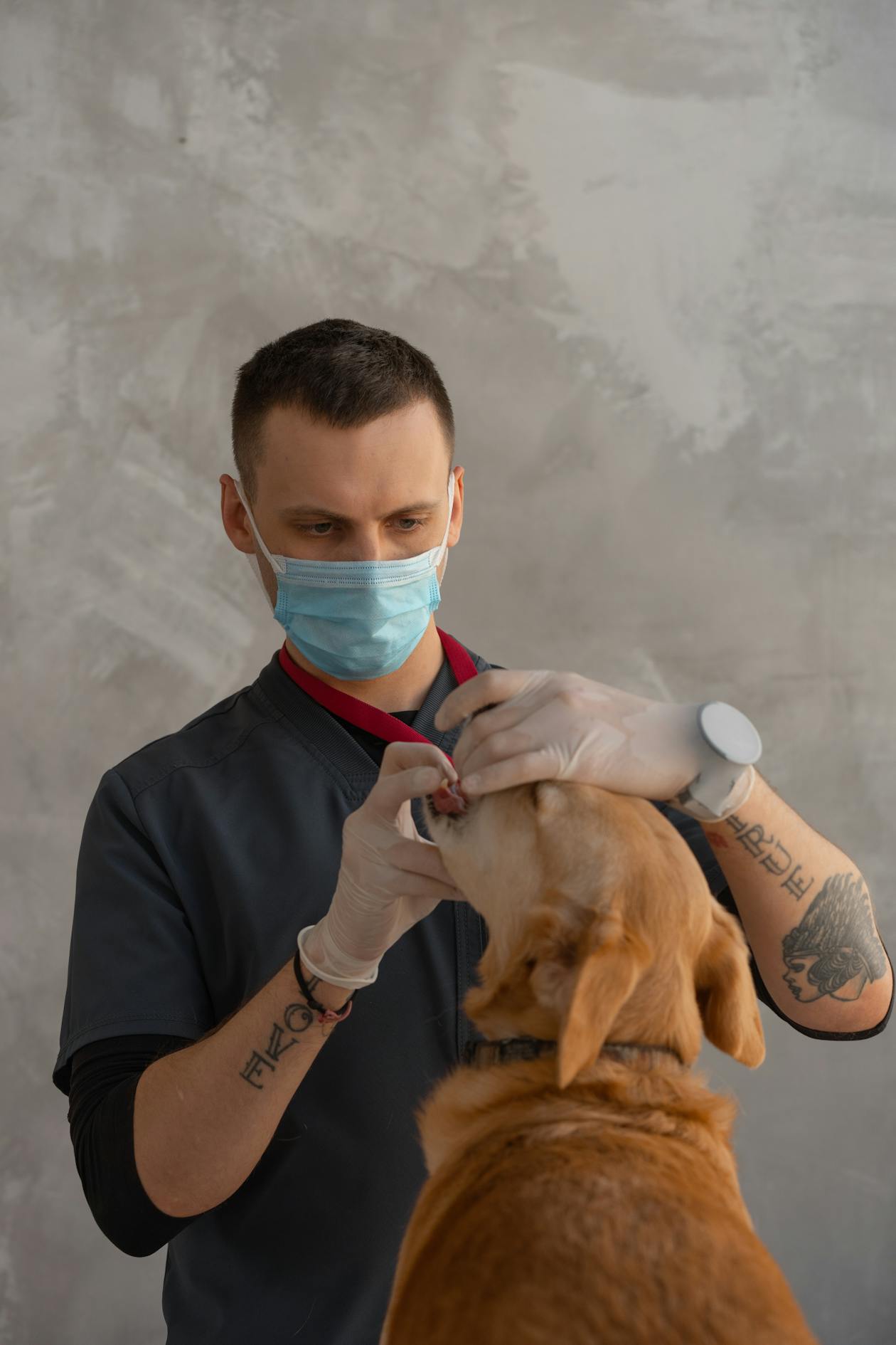 Dog Teeth Cleaning Cost: Complete Guide to Professional Dental Care (2026)