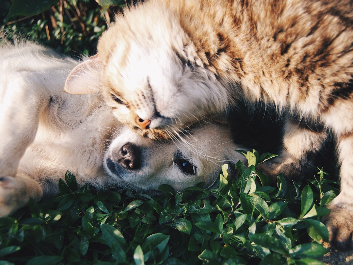 Pet Dental Finger Wipes vs Ear Wipes: Key Differences and Uses (2026)