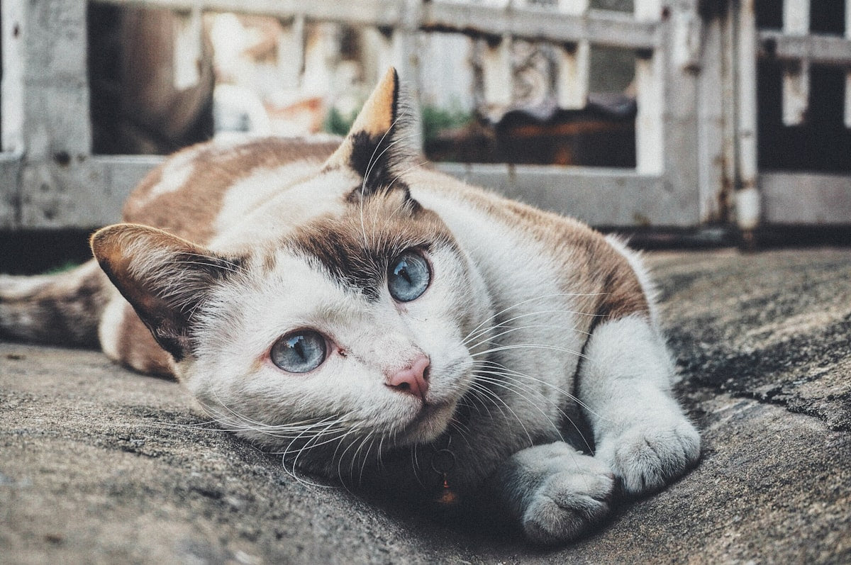 Chronic Cat Ear Infections: Causes & Long-Term Relief (2026)