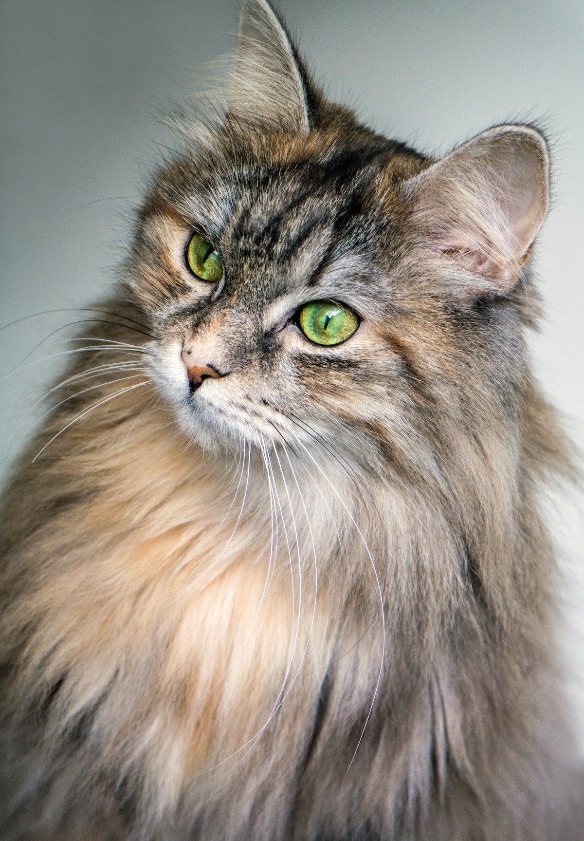 long-furred Norwegian Forest Cat