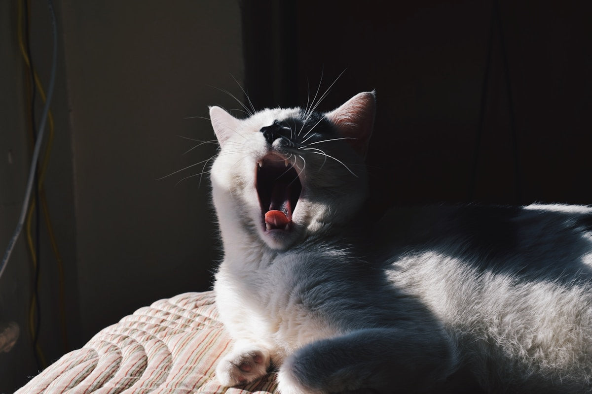 Cat Tooth Decay & Dental Problems: Signs, Prevention & At-Home Care (2026)