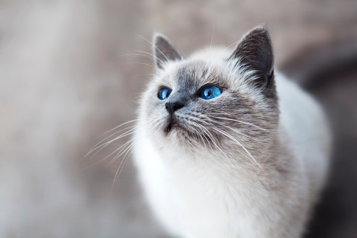 Siamese cat close-up