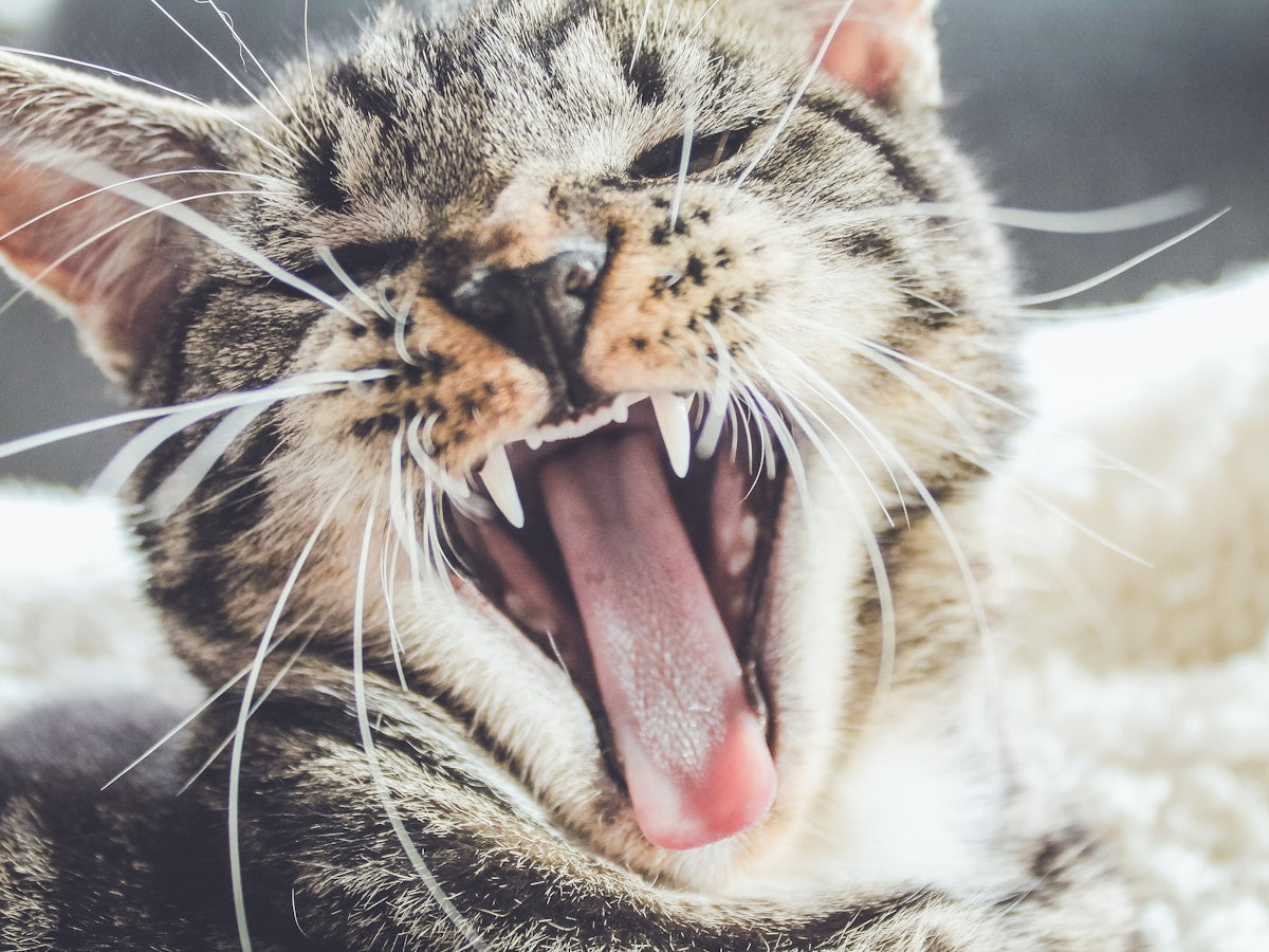 Cat Dental Myths Debunked: What Every Cat Owner Gets Wrong (2026)