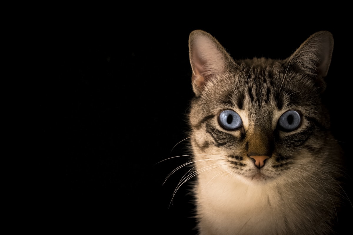 How to Brush Your Cat's Teeth: Step-by-Step Guide (2026)