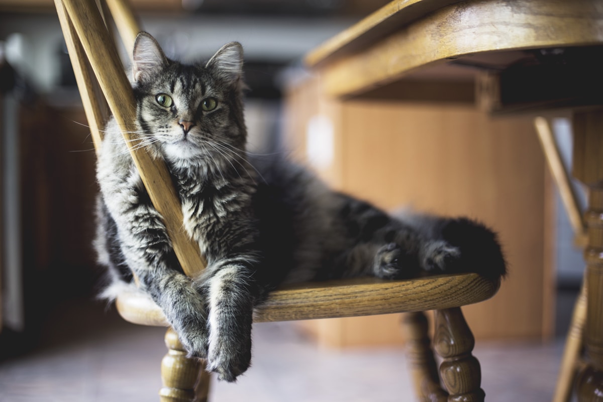 brown tabby cat on wooden chair