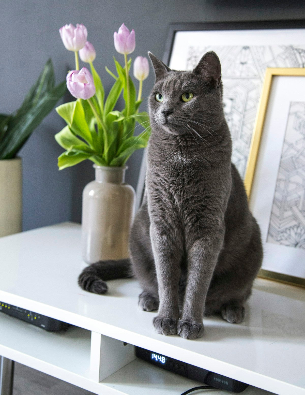British Shorthair cat
