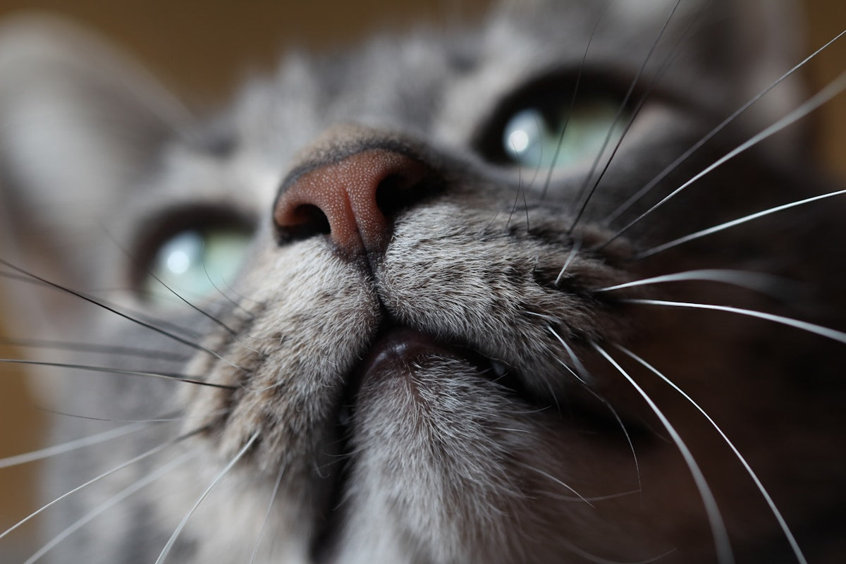 Cat bleeding gums dental health