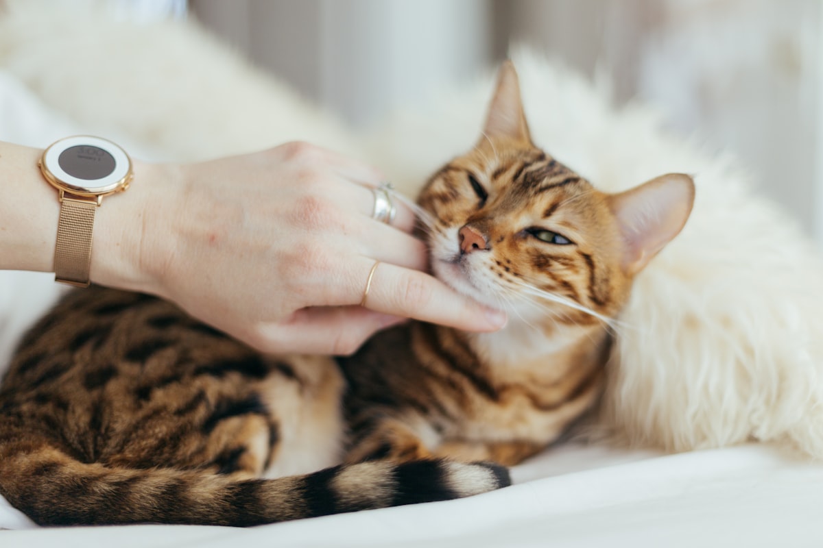 Feline Otitis Externa: Cat Ear Infection Causes, Symptoms & Home Treatment Guide (2026)