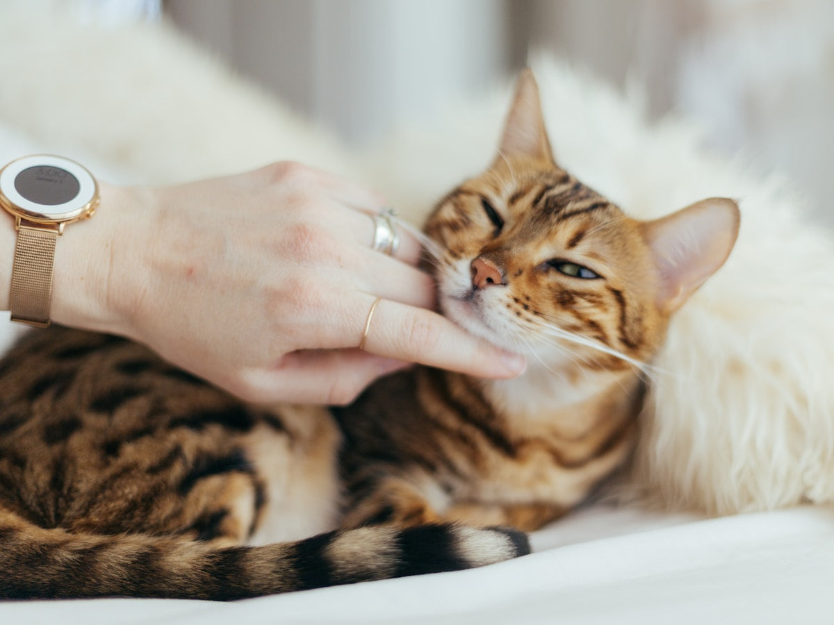Can Cats Eat After Dental Cleaning (2026): Feeding Guide & Soft Food Tips