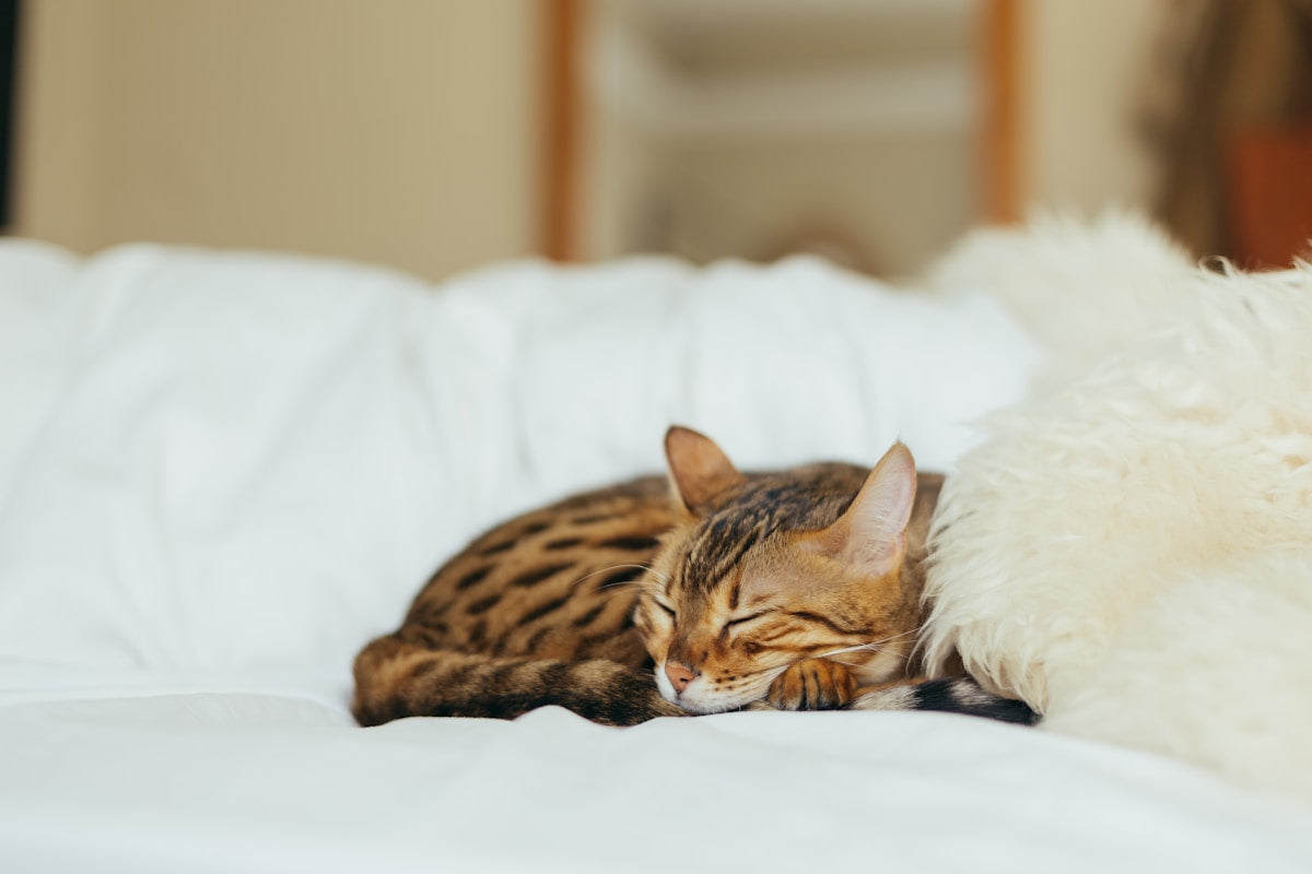 Spotted Bengal-style kitten