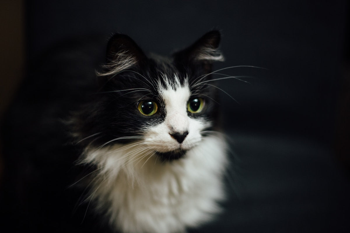 Why Cats Need Dental Care Too: Essential Guide for New Cat Owners (2026)