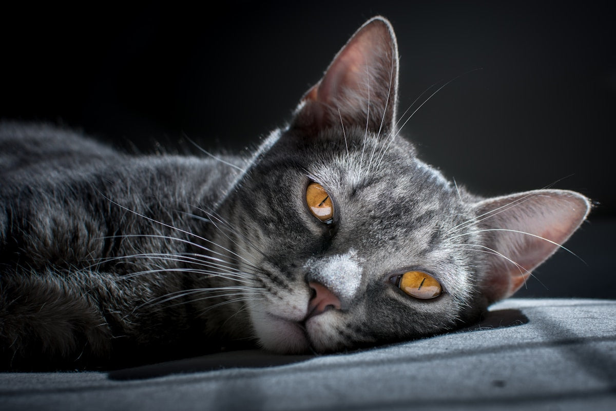Cat Dental Anxiety: Stress-Free Teeth Cleaning for Fearful Felines (2026)