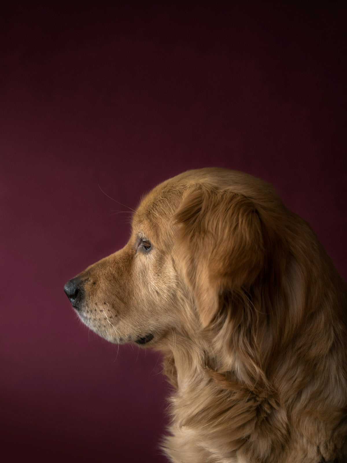 Large Breed Dog Dental Care: Big Dogs Need Big Protection (2026)
